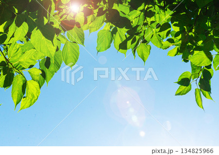 太陽の光を浴びる新緑 太陽の光を浴びる新緑 134825966