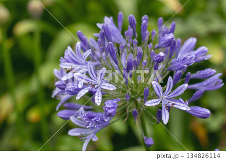 Blue agapanthus inflorescence with rain drops on lush foliage background 134826114