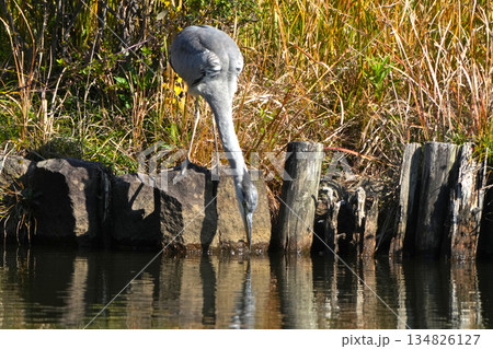 アオサギ アオサギ 134826127