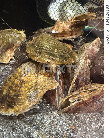 アコヤ貝_真珠貝_生きているアコヤ貝 134826193