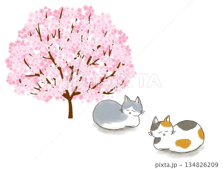 桜の木の下で眠る猫 桜の木の下で眠る猫 134826209