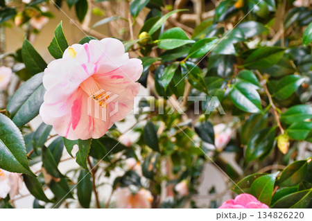 京都 霊鑑寺 春の特別拝観 美しい椿の花(京都府京都市左京区) 京都 霊鑑寺 春の特別拝観 美しい椿の花(京都府京都市左京区) 134826220