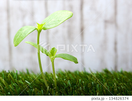 sprout sprout 134826374