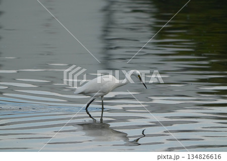 サギ サギ 134826616