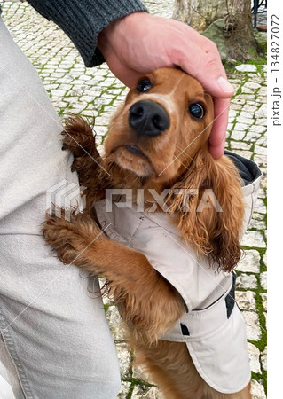 Adorable Cocker Spaniel Puppy Getting Petted 134827072