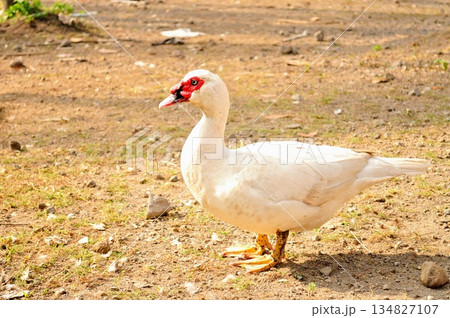 White Muscovy Duck with Red Caruncles Standing on Farm Ground 134827107