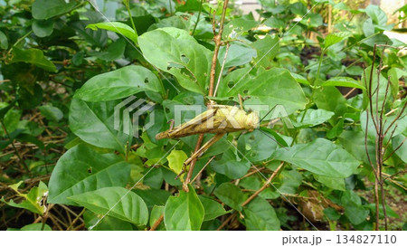 Tropical Garden Pest Grasshopper on Leafy Branch Showing Agricultural Plant Damage 134827110