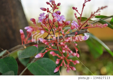 Averrhoa Carambola Pink Flowers  Starfruit Tree Blossom in Tropical Garden Nature Background 134827113