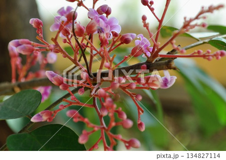 Pink Starfruit Tree Flowers in Bloom  Averrhoa Carambola Tropical Fruit Blossom Close Up 134827114