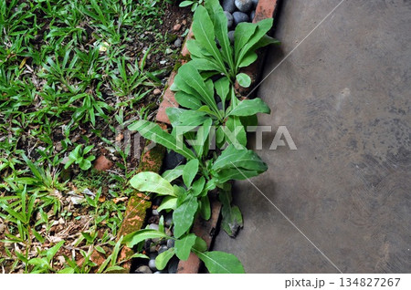 Tempuyung Herbal Plants Growing in Garden Border with Bricks and Stones Tempuyung Herbal Plants Growing in Garden Border with Bricks and Stones 134827267