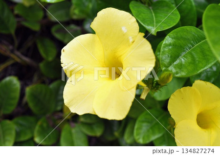 Tropical Yellow Allamanda Cathartica Flower in Full Bloom with Green Foliage 134827274