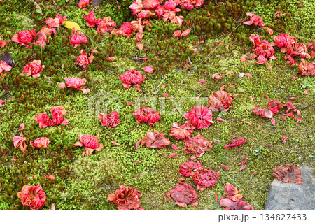 京都　霊鑑寺　春の特別拝観　美しい落椿（落ち椿）（京都府京都市左京区） 134827433