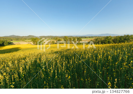 Beautiful Yellow flower of Sunn hemp 134827766