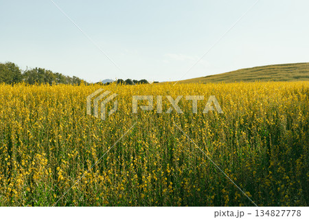 Beautiful Yellow flower of Sunn hemp Beautiful Yellow flower of Sunn hemp 134827778
