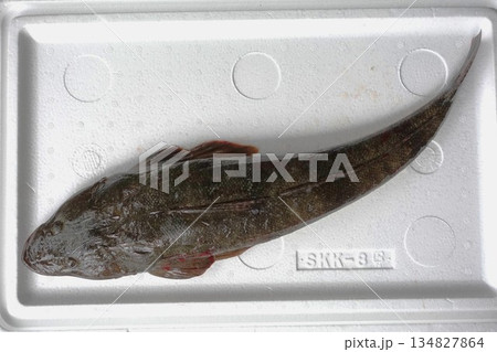 魚釣り　マゴチ57cm 134827864