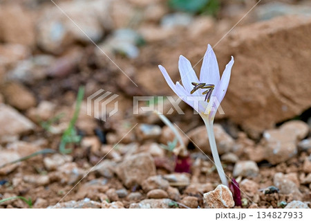Cretan Colchicum (Colchicum cretense), Crete Cretan Colchicum (Colchicum cretense), Crete 134827933