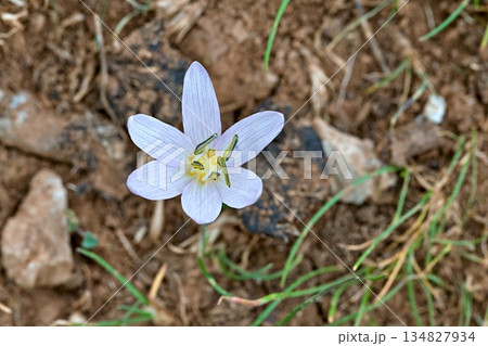 Cretan Colchicum (Colchicum cretense), Crete  134827934