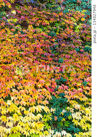 Orange Autumn leafy background. Weaving ivy plant. Leaves of Japanese Ivy or Boston ivy Vitaceae Parthenocissus tricuspidata Veitchii. Wilder Wein texture. Botanical flora Orange Autumn leafy background. Weaving ivy plant. Leaves of Japanese Ivy or Boston ivy Vitaceae Parthenocissus tricuspidata Veitchii. Wilder Wein texture. Botanical flora 134827948