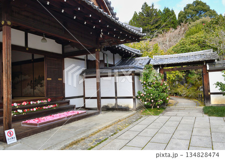 京都　霊鑑寺　春の特別拝観　美しい椿の花（京都府京都市左京区） 134828474