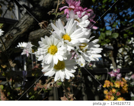 庭に咲いた白い菊 庭に咲いた白い菊 134828772