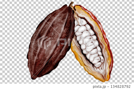 Cocoa beans and pods watercolor composition. Superfood clip art. Hand-drawn watercolor illustration on a white background. For chocolate and cocoa product designs. 134828792