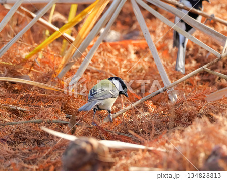 シジュウカラ シジュウカラ 134828813