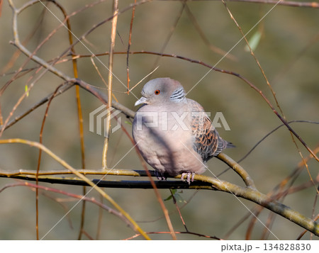 キジバト 134828830