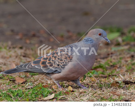 キジバト 134828832