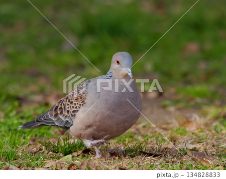 キジバト キジバト 134828833