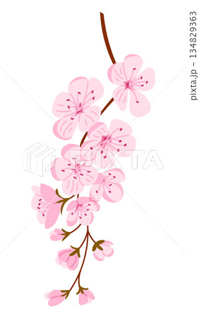 Cherry blossom sakura branch with soft pink flowers and buds illustrated in clean flat vector style isolated on white background. Concept of spring renewal Cherry blossom sakura branch with soft pink flowers and buds illustrated in clean flat vector style isolated on white background. Concept of spring renewal 134829363