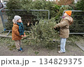 A brother and sister throw away Christmas trees behind the fence 134829375