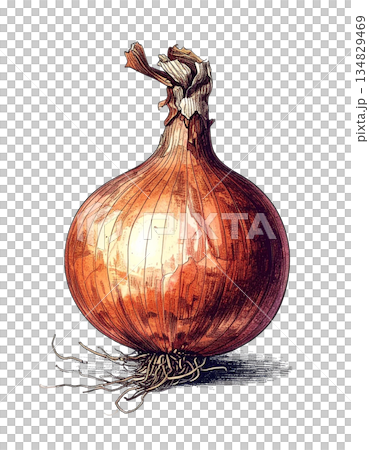 復古植物插畫：洋蔥 134829469