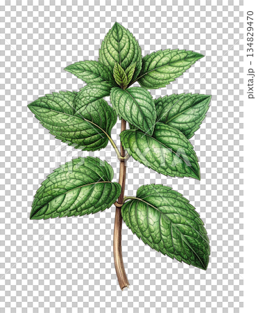 復古植物插畫：薄荷 134829470
