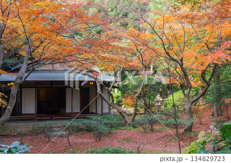 旧古河庭園の茶室を包み込む色鮮やかな紅葉と秋の庭園風景 134829723