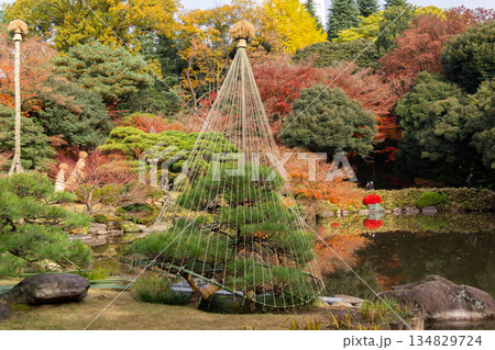 旧古河庭園の池畔に立つ雪吊りの松と色づく紅葉の庭園風景 旧古河庭園の池畔に立つ雪吊りの松と色づく紅葉の庭園風景 134829724