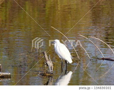 コサギ 134830101