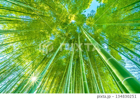 日本の横浜都市景観年末深い緑色の竹林と木漏れ日。低く横切る柔らかな太陽光が竹林に差し込む＝29日 134830251