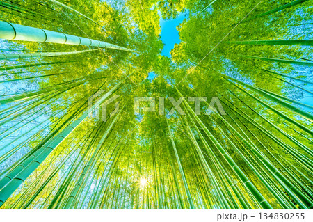 日本の横浜都市景観年末深い緑色の竹林と木漏れ日。低く横切る柔らかな太陽光が竹林に差し込む＝29日 134830255