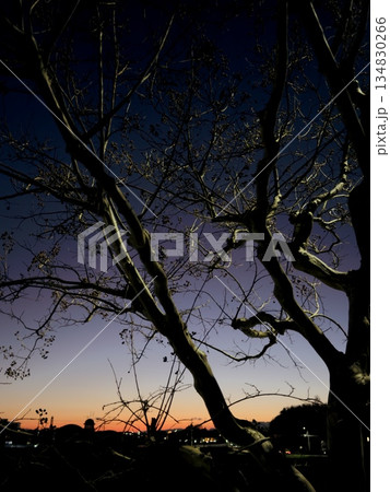 夕暮れ時の空と大きな木のシルエット 夕暮れ時の空と大きな木のシルエット 134830266