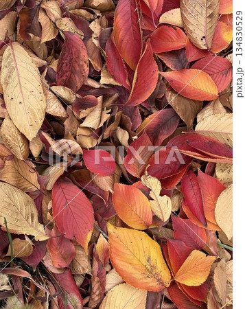 紅葉した落ち葉 紅葉した落ち葉 134830529