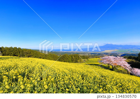 【長崎県】快晴の白木峰高原の満開の桜と菜の花畑 134830570