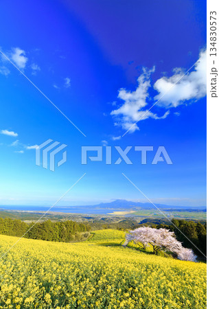 【長崎県】快晴の白木峰高原の満開の桜と菜の花畑 【長崎県】快晴の白木峰高原の満開の桜と菜の花畑 134830573