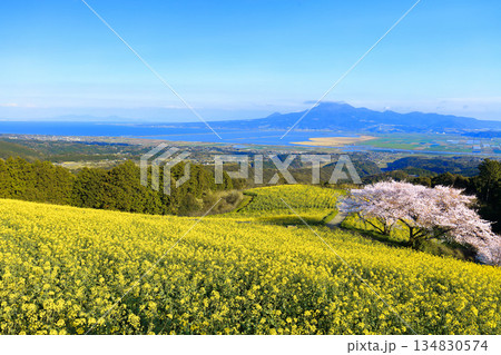 【長崎県】快晴の白木峰高原の満開の桜と菜の花畑 【長崎県】快晴の白木峰高原の満開の桜と菜の花畑 134830574