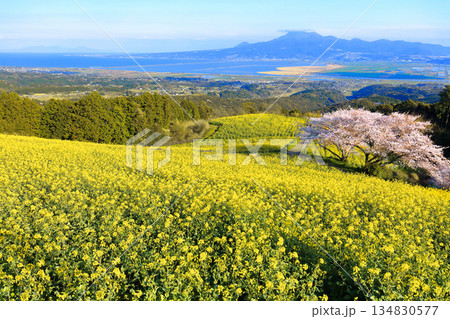【長崎県】快晴の白木峰高原の満開の桜と菜の花畑 134830577