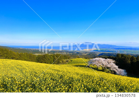【長崎県】快晴の白木峰高原の満開の桜と菜の花畑 【長崎県】快晴の白木峰高原の満開の桜と菜の花畑 134830578