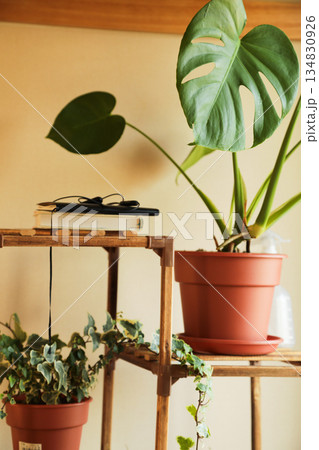モンステラのある室内観葉植物と木製ラックのある暮らし モンステラのある室内観葉植物と木製ラックのある暮らし 134830926