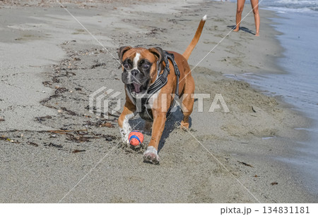 German Boxer Dog plyaing ball at Golf Sagone Corsica France beautyful sand Beach boats mountain village Tourism concept 134831181