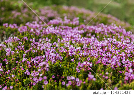 Pink mountain heather meadow flower. Meadow with wildflower of mountain heather flower in nature. Summer nature. Flowering plant. Flower of phyllodoce plant. Mountain heather blossom. 134831428