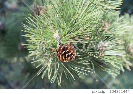 Pine cone on branch with needle. Pine tree branch. Needle of a coniferous tree. Pine pollen. Needle of tree branch and cone spruce. Green fir pine twig. Nature photography 134831444