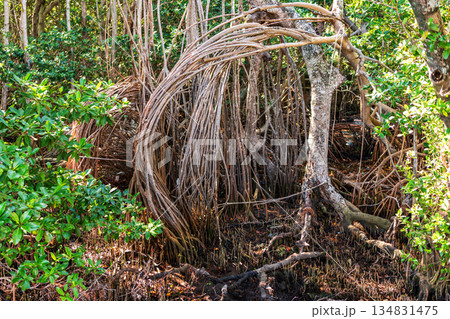 Tree root. Mangrove tree in forest. Tree in mangrove forest with twig root. Banyan or banian plant. Ficus benghalensis or Indian banyan tree Tree root. Mangrove tree in forest. Tree in mangrove forest with twig root. Banyan or banian plant. Ficus benghalensis or Indian banyan tree 134831475